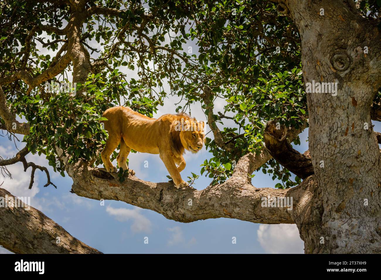 Lion grimpant aux arbres (Panthera leo) marchant sur une branche dans le secteur Ishasha du parc national Queen Elizabeth, district de Kanungu, région occidentale, Ouganda Banque D'Images