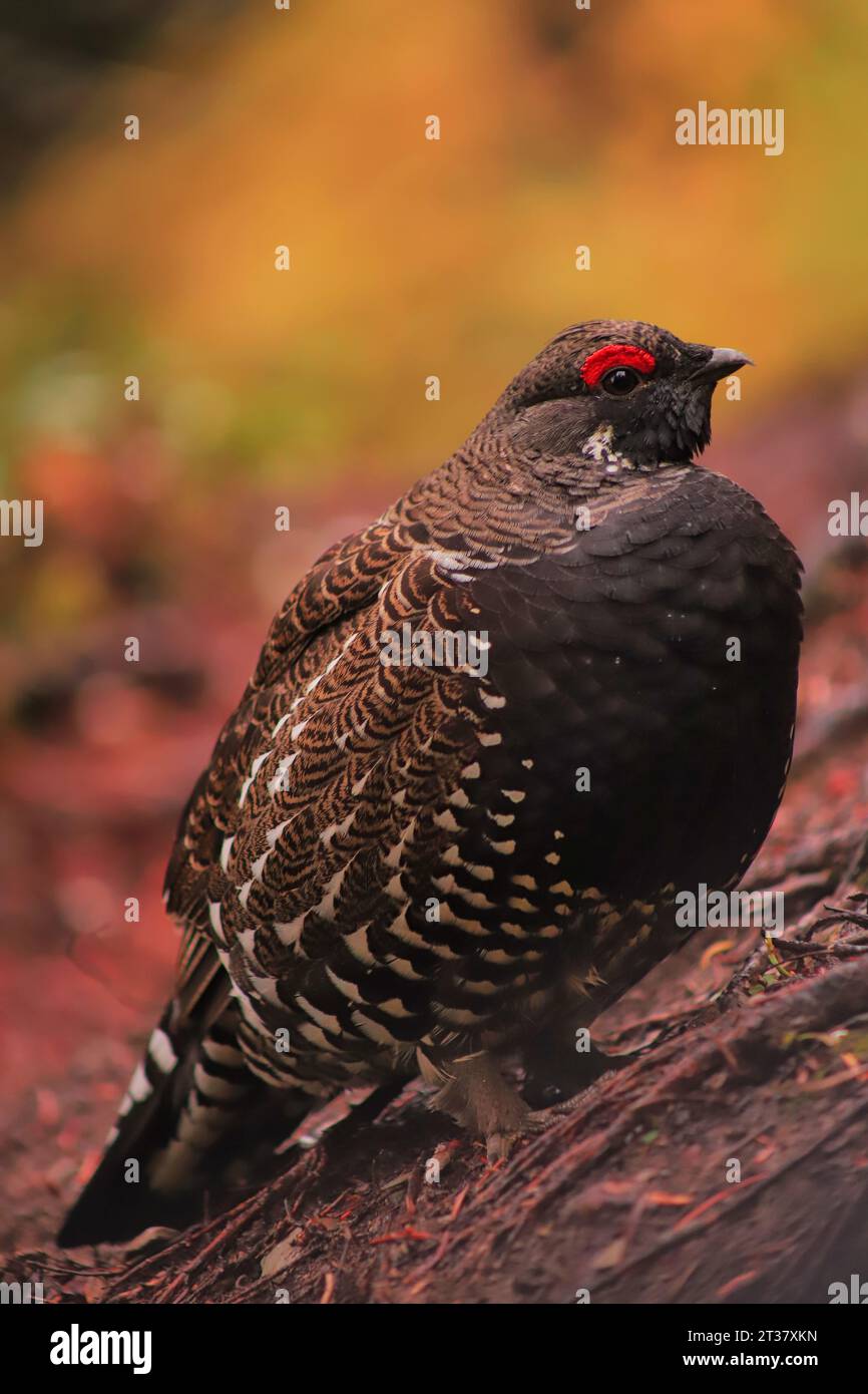 Pendant que je montais une montagne, je suis tombé sur ce Grouse d'épinette. Au début, c'était froid, mais quand j'essayais de le passer, il essayait de me piquer les chevilles. Banque D'Images