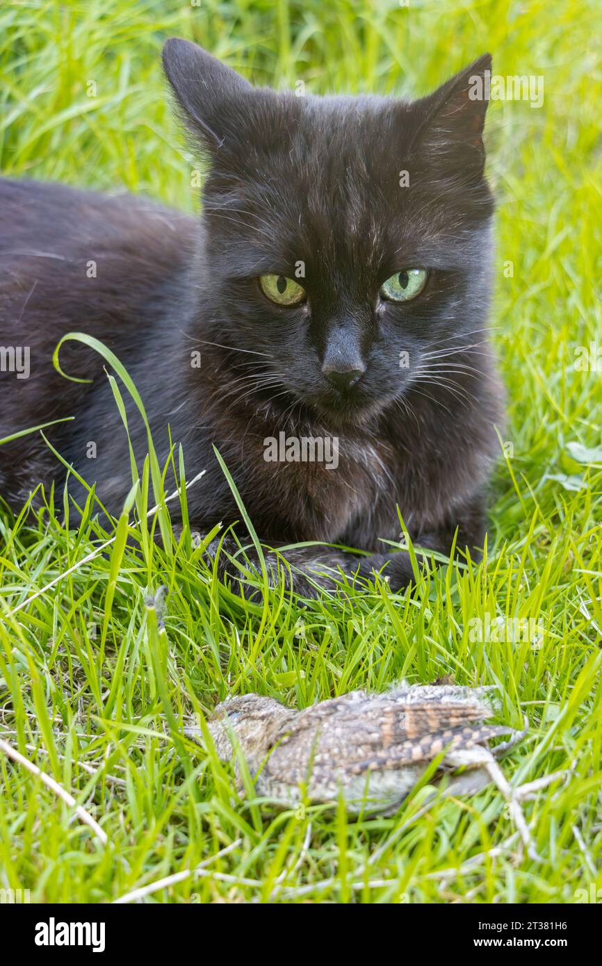 Un chat est allongé dans l'herbe avec un oiseau attrapé Banque D'Images