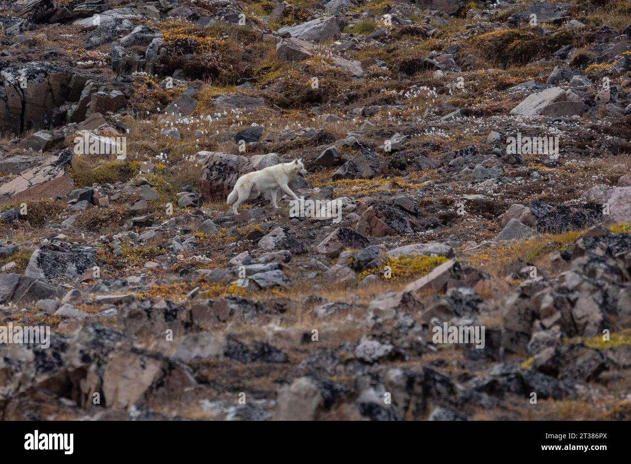 Loup arctique marchant sur la toundra Banque D'Images