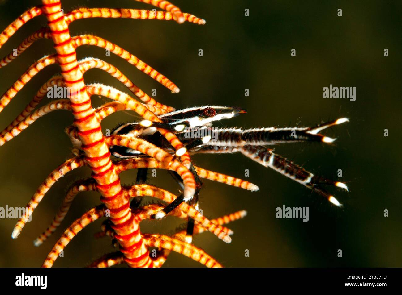 Homard squat élégant, Allogalathea elegans. Ces homards squats vivent sur les crinoïdes ou les étoiles à plumes. Tulamben, Bali, Indonésie. Mer de Bali, Océan Indien Banque D'Images