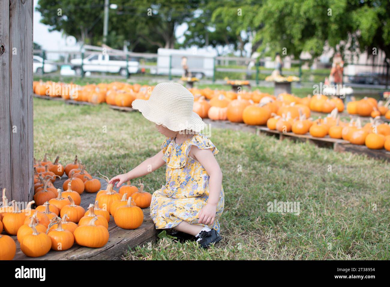 Une petite fille en bas âge dans un chapeau de paille choisit des citrouilles au patch de citrouille sur une ferme. Traditions familiales d'automne Banque D'Images