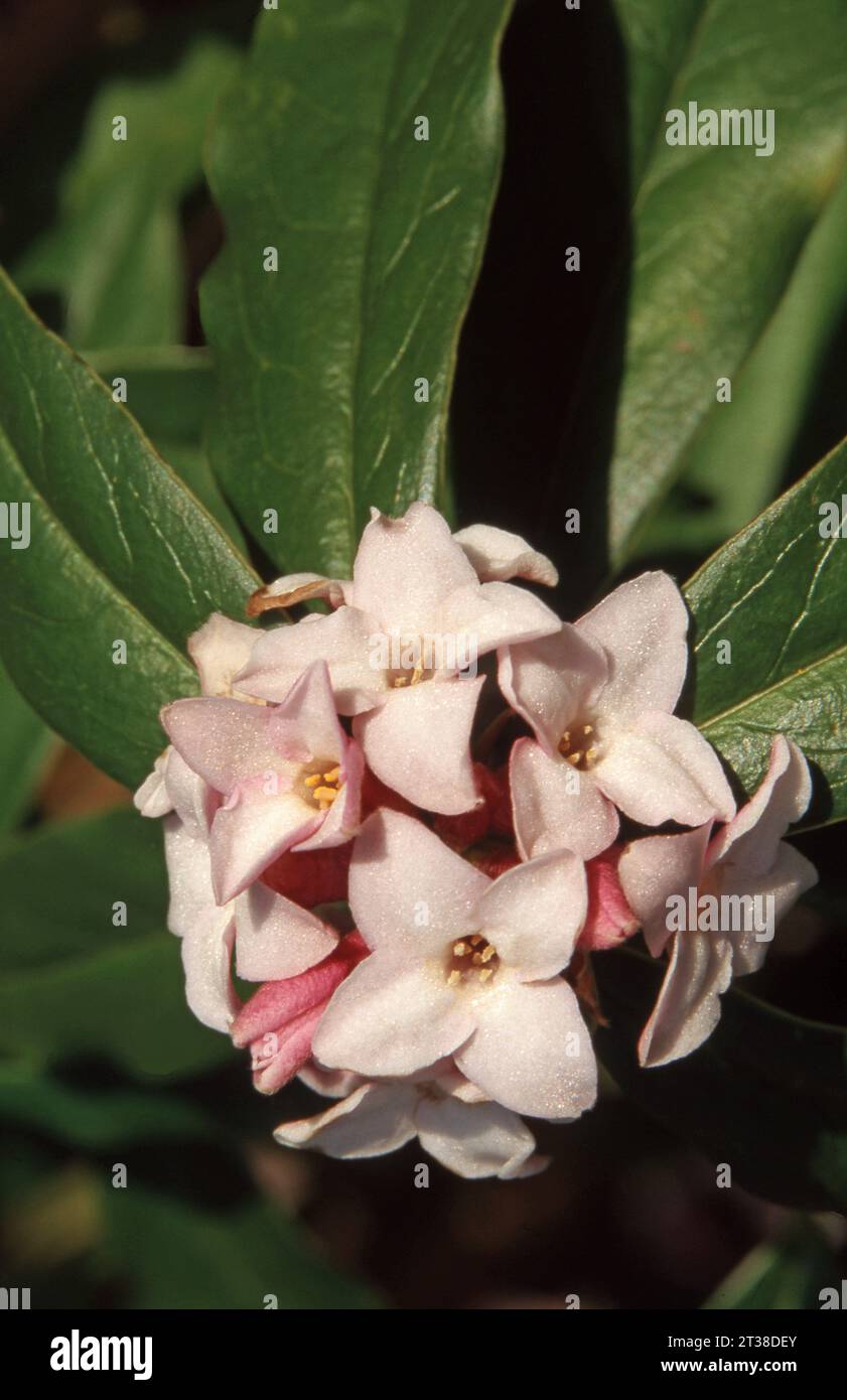 GROS PLAN DE DAPHNE BHOLUA (DAPHNE BHOLUA) 'JAQUELINE POSTILL'. Banque D'Images