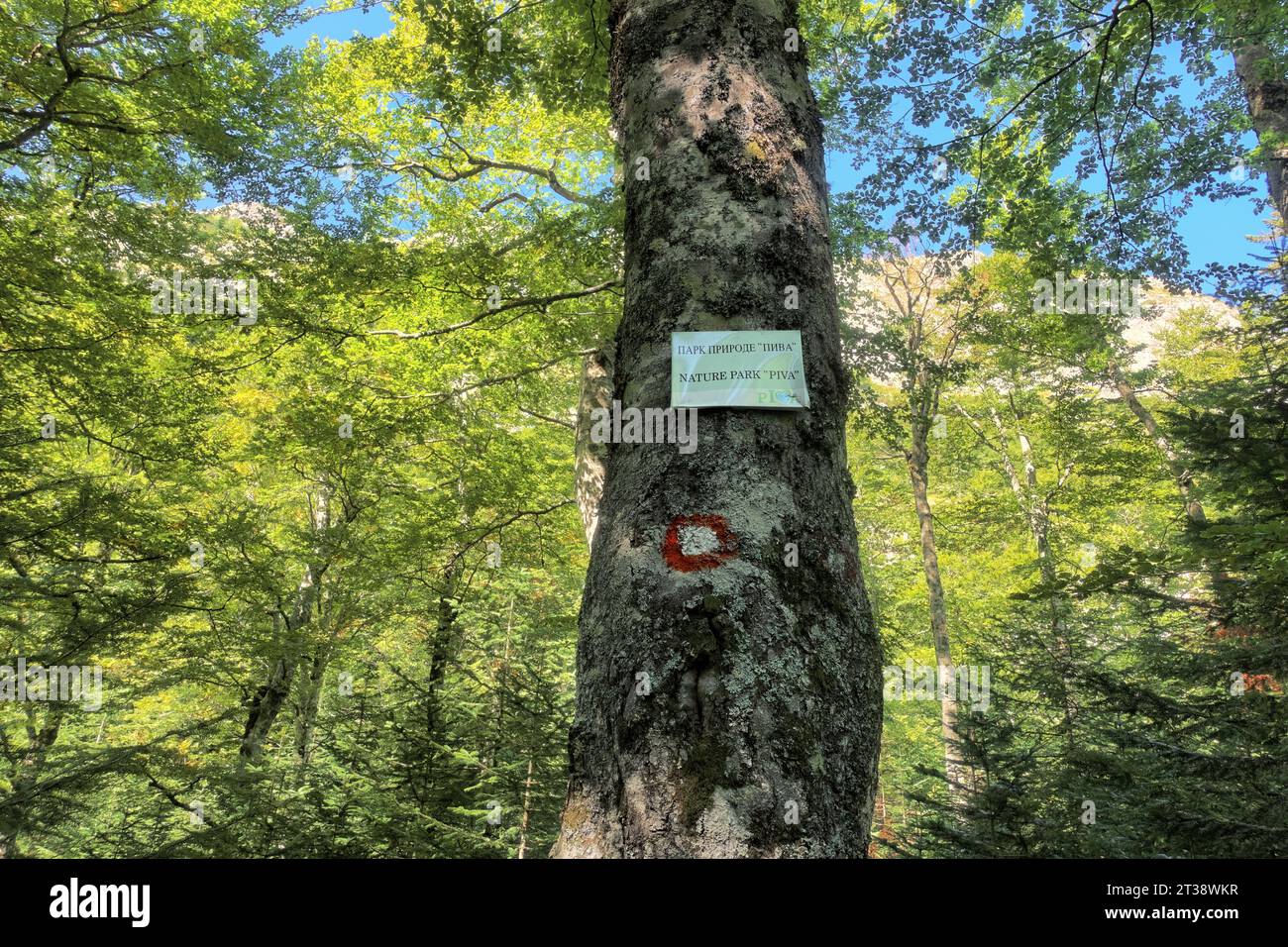 Panneau avec le texte 'NATURE PARK PIVA' et marqueurs d'essai sur un arbre le long du sentier menant au lac Trnovacko au Monténégro depuis le parc national de Sutjeska à Bo Banque D'Images