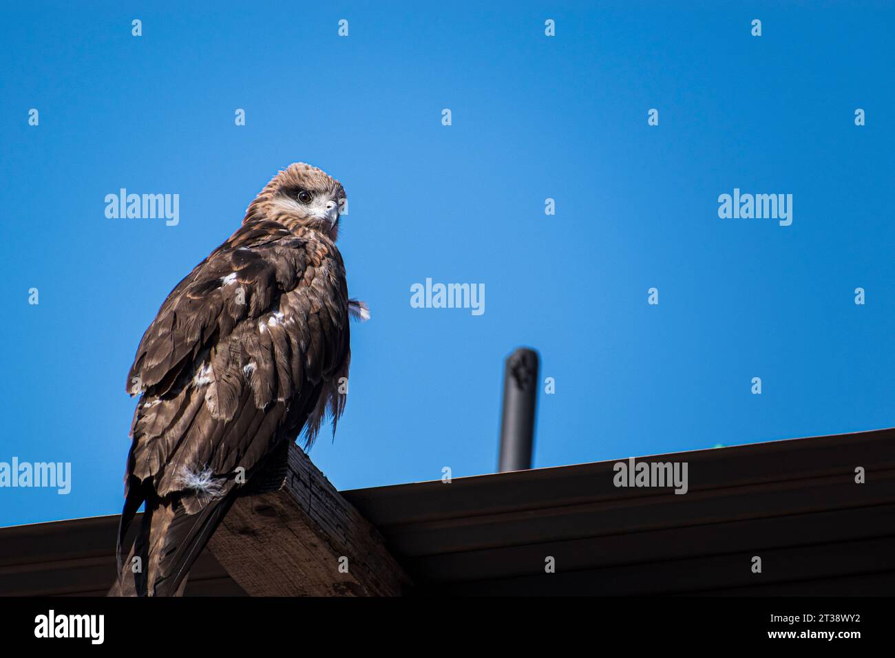 Oiseau de proie cerf-volant noir (Milvus migrans) assis sur le toit | Kite noir, oiseau de proie, Photographie de la faune, espèces aviennes Banque D'Images