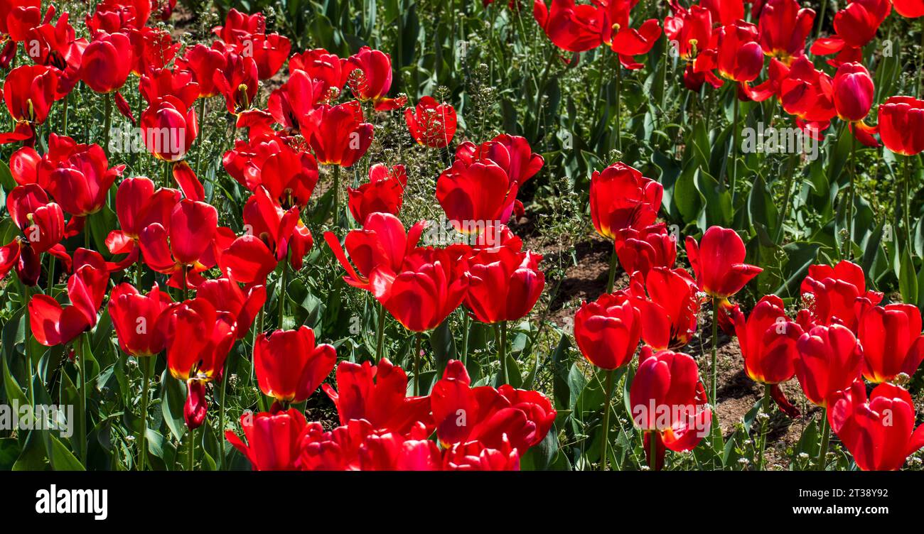 Kaleidoscope du Cachemire : le festival enchanteur des tulipes au jardin des tulipes Indira Gandhi Banque D'Images