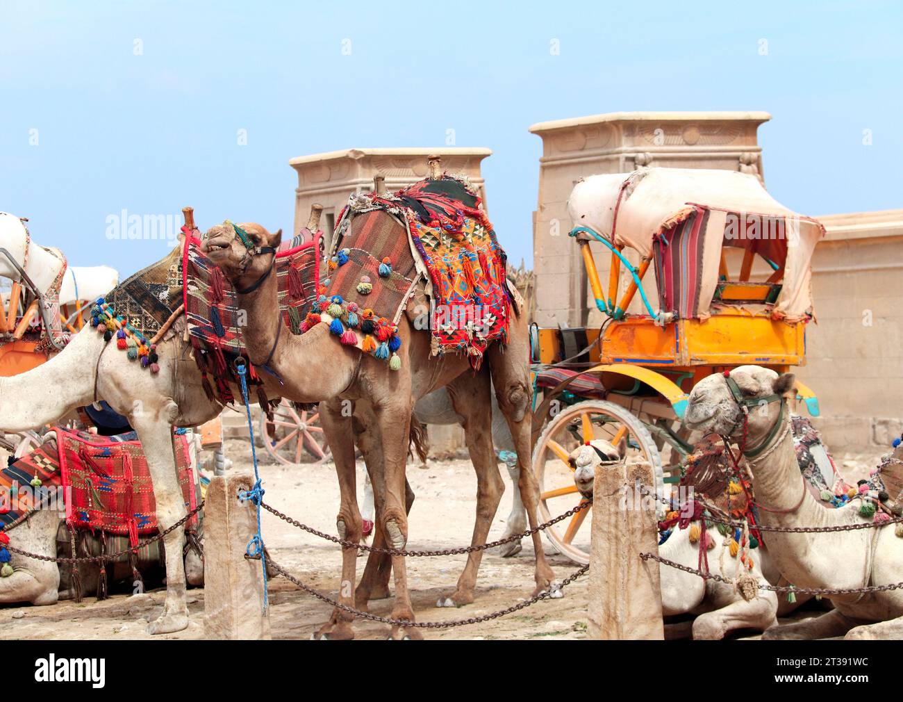Chameaux près des pyramides, Gizeh, le Caire, Egypte. Attraction touristique célèbre - promenade à dos de chameau autour des Pyramides des Grands Banque D'Images