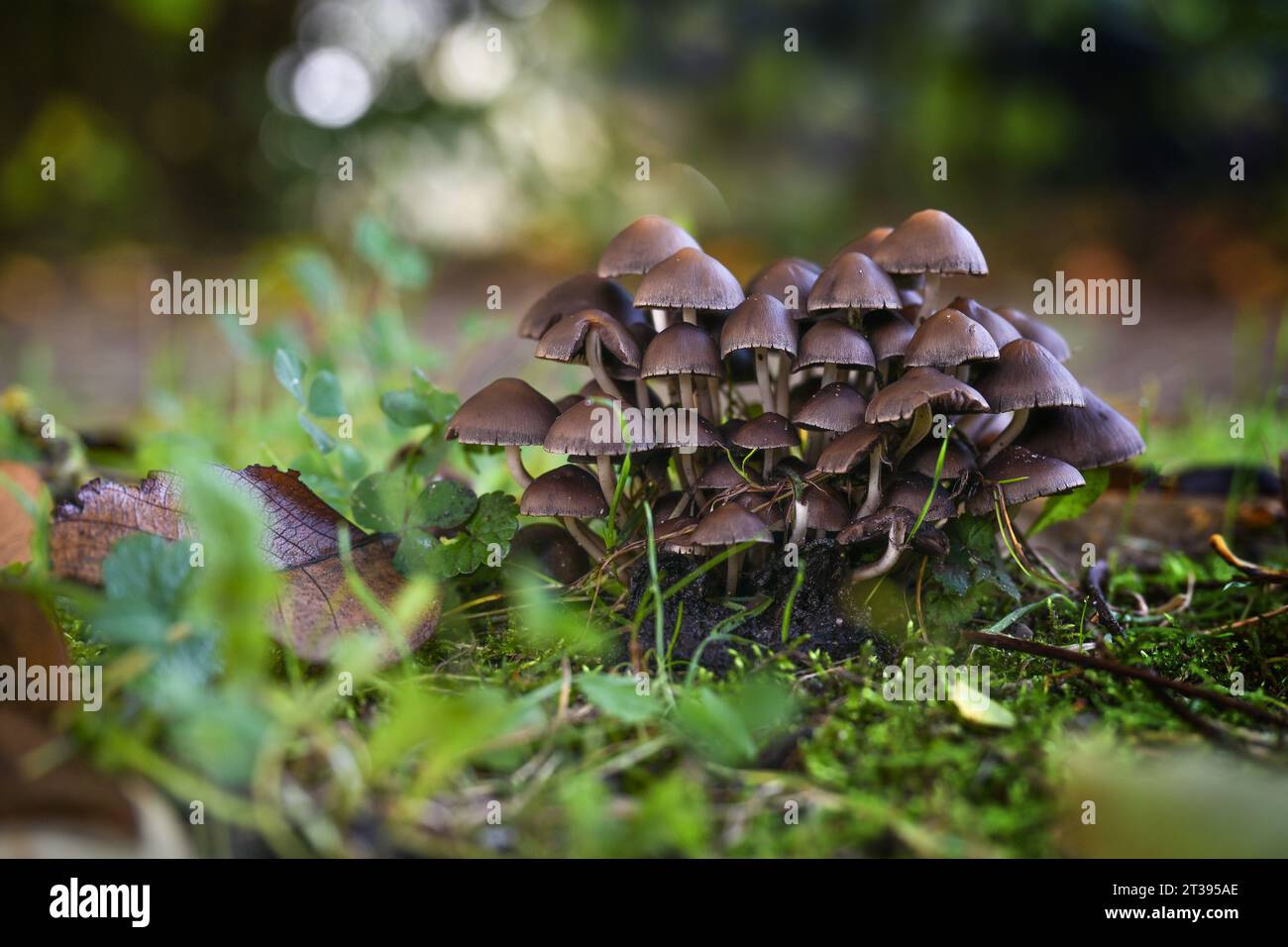 Groupe de champignons (probablement Psathyrella pygmaea) avec des calottes brunes et de fines tiges creuses blanches dans la mousse sous les arbres dans une forêt de feuillus, copie spac Banque D'Images