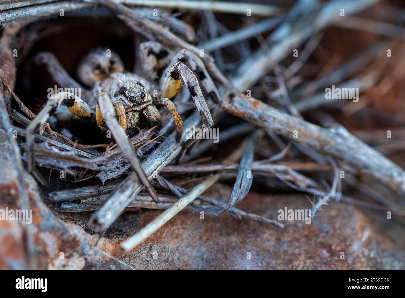 D'en haut gros plan d'araignée loup agile robuste dangereuse avec une bonne vue rampant sur des bâtons de couleur de corps dans l'habitat trou de la terre en plein jour ensoleillé Banque D'Images