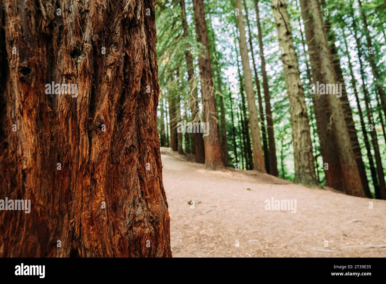 Gros plan de tronc d'arbre contre feuillage vert poussant dans la forêt, Cabezon de la Sal, Cantabrie, Espagne Banque D'Images