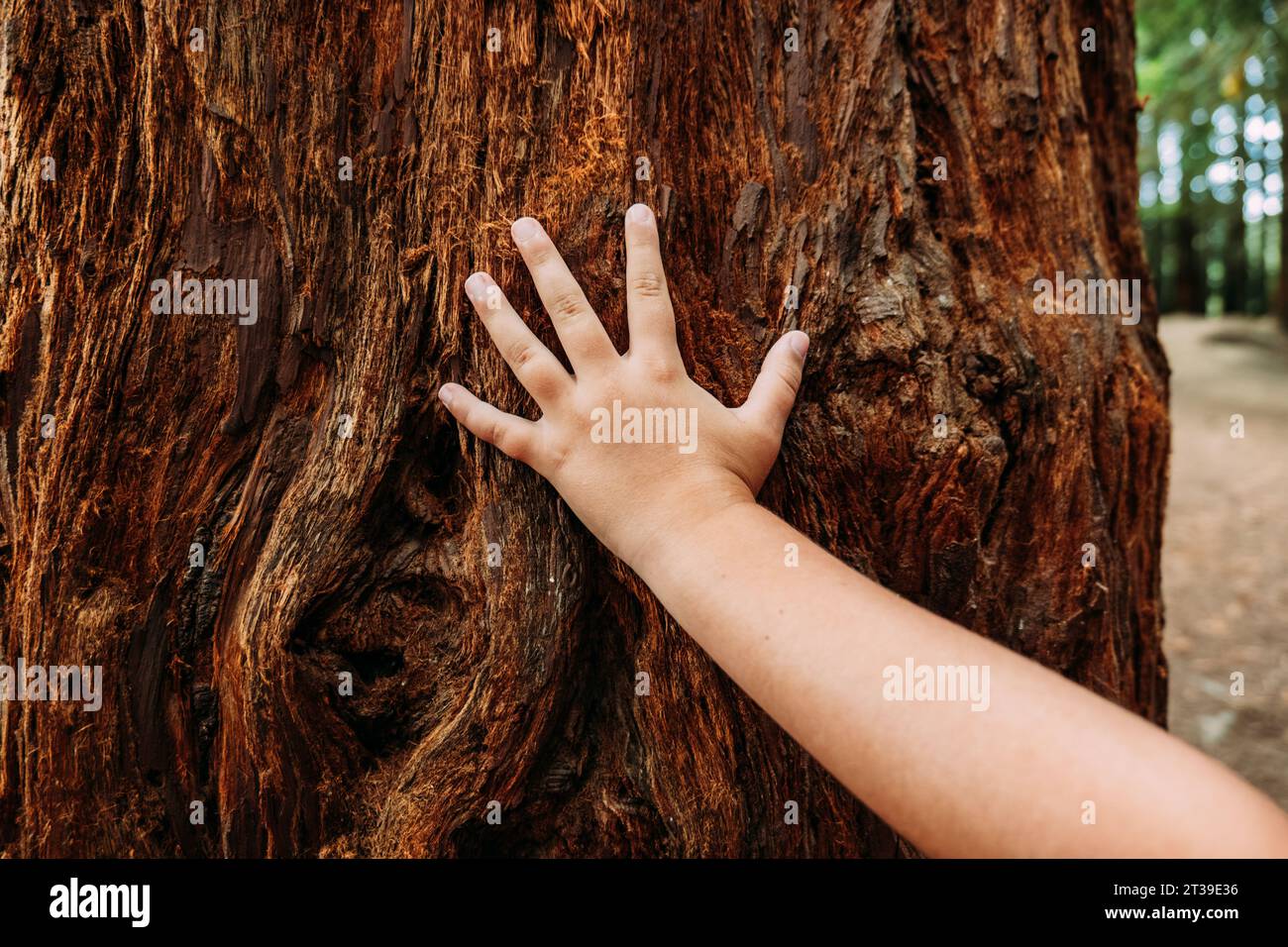 Gros plan de la main de récolte de petite fille touchant le vieux tronc d'arbre dans séquoias de Monte Cabezon pendant la journée Banque D'Images