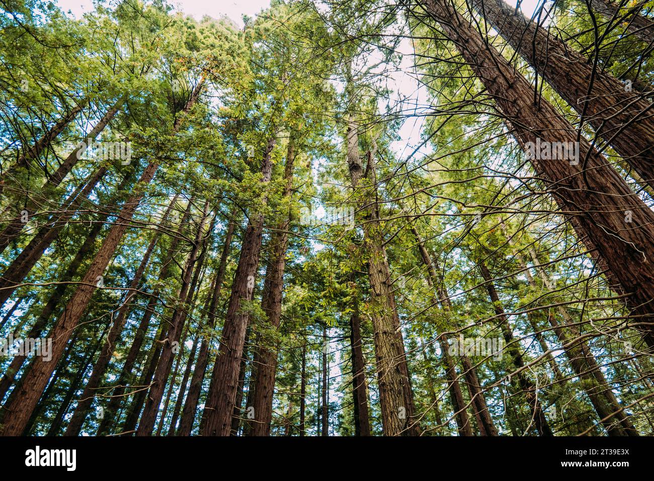 De dessous de grands arbres au feuillage vert poussant dans la forêt, Cabezon de la Sal, Cantabrie, Espagne Banque D'Images