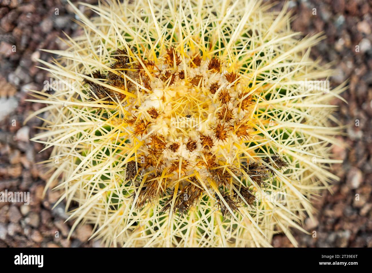 Vue rapprochée d'un cactus rond présentant ses épines jaunes denses et ses bases brunes Banque D'Images