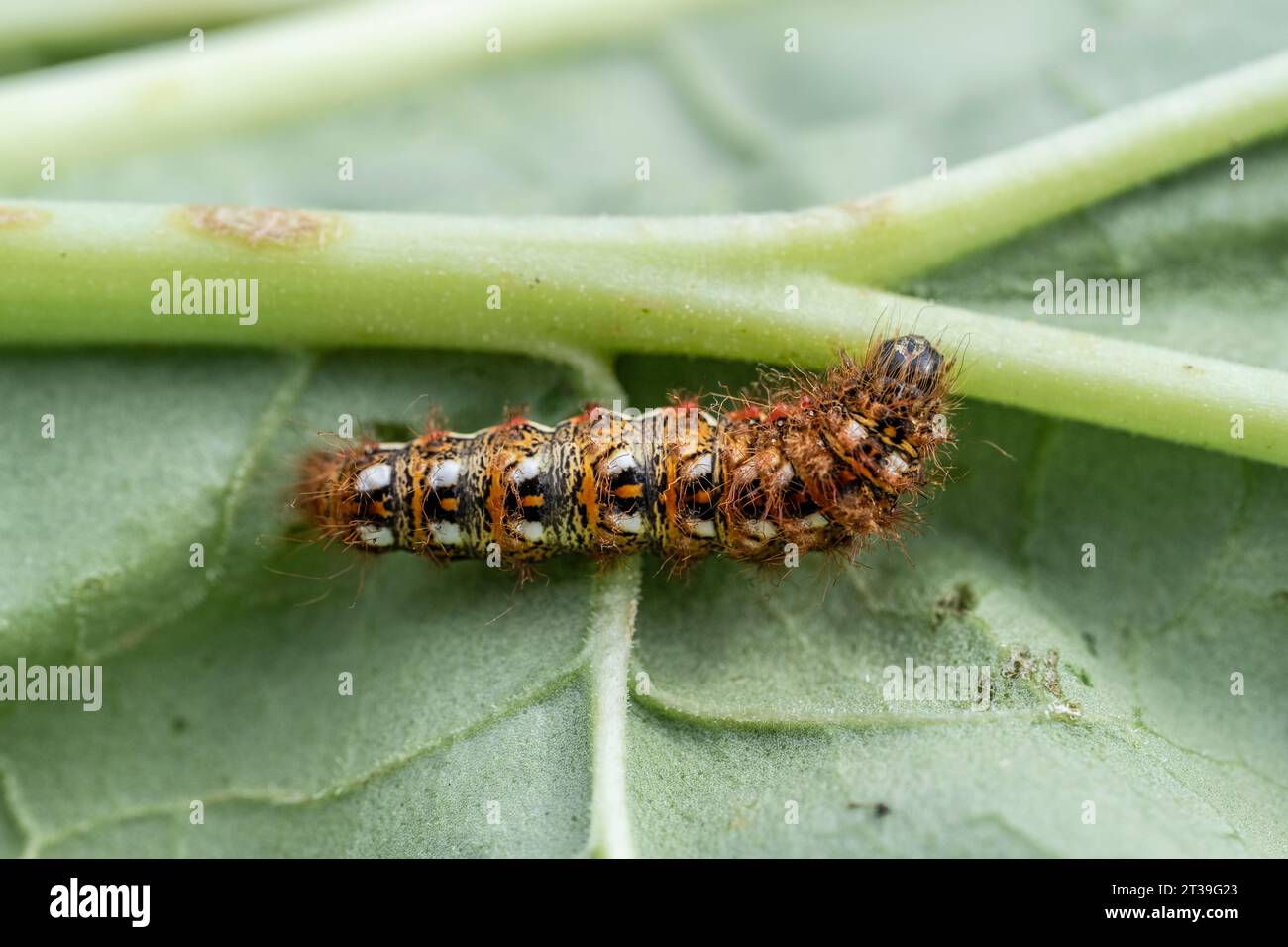 Chenille de papillon d'herbe nouée, Acronicta rumicis, sur une feuille de rhubarbe dans un jardin Banque D'Images