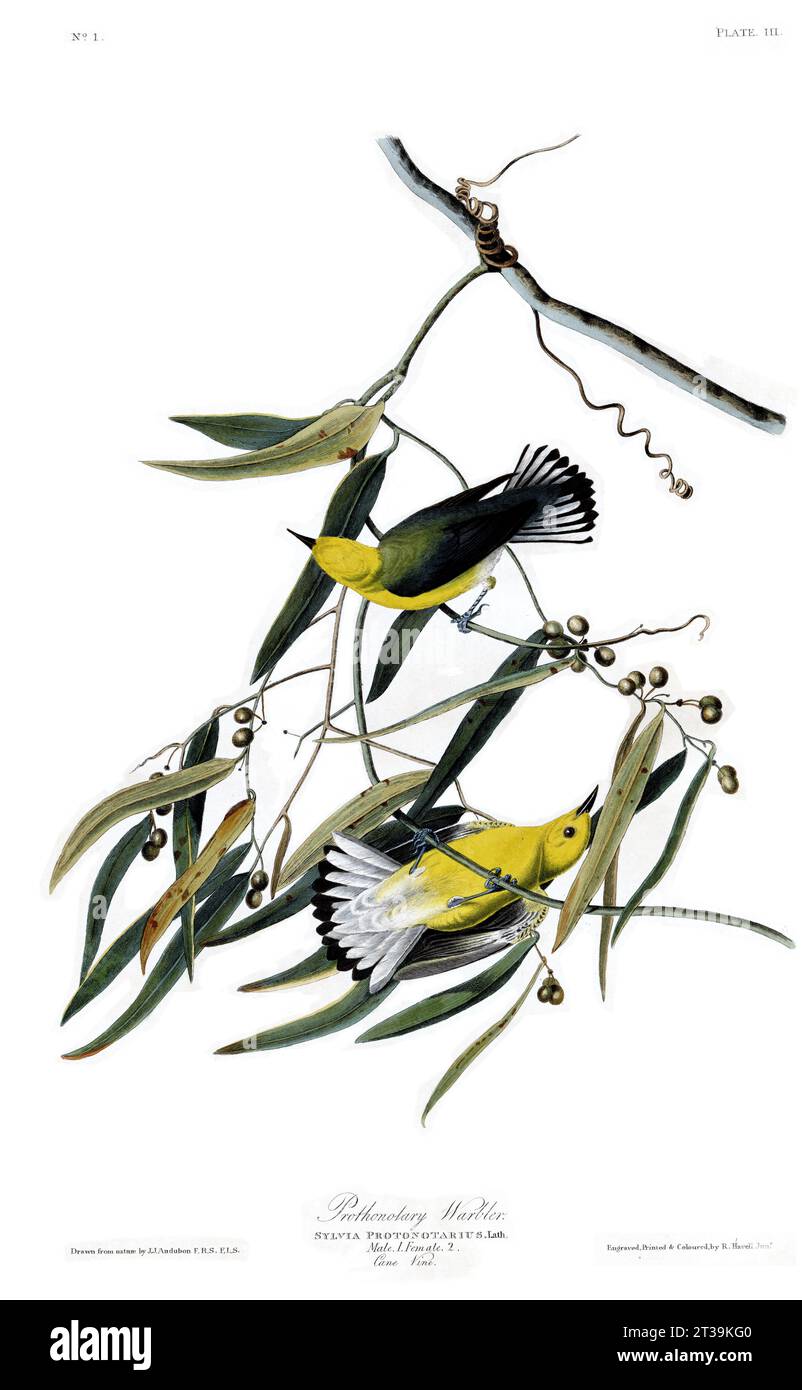 Illustrations d'oiseaux vintage d'oiseaux des Etats-Unis, Audbon Banque D'Images