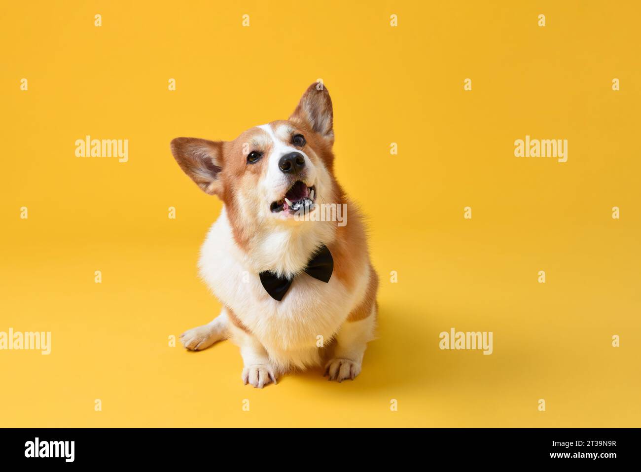 Mignon chien Pembroke Welsh Corgi assis et regardant vers le haut dans le studio jaune fond isolé Banque D'Images