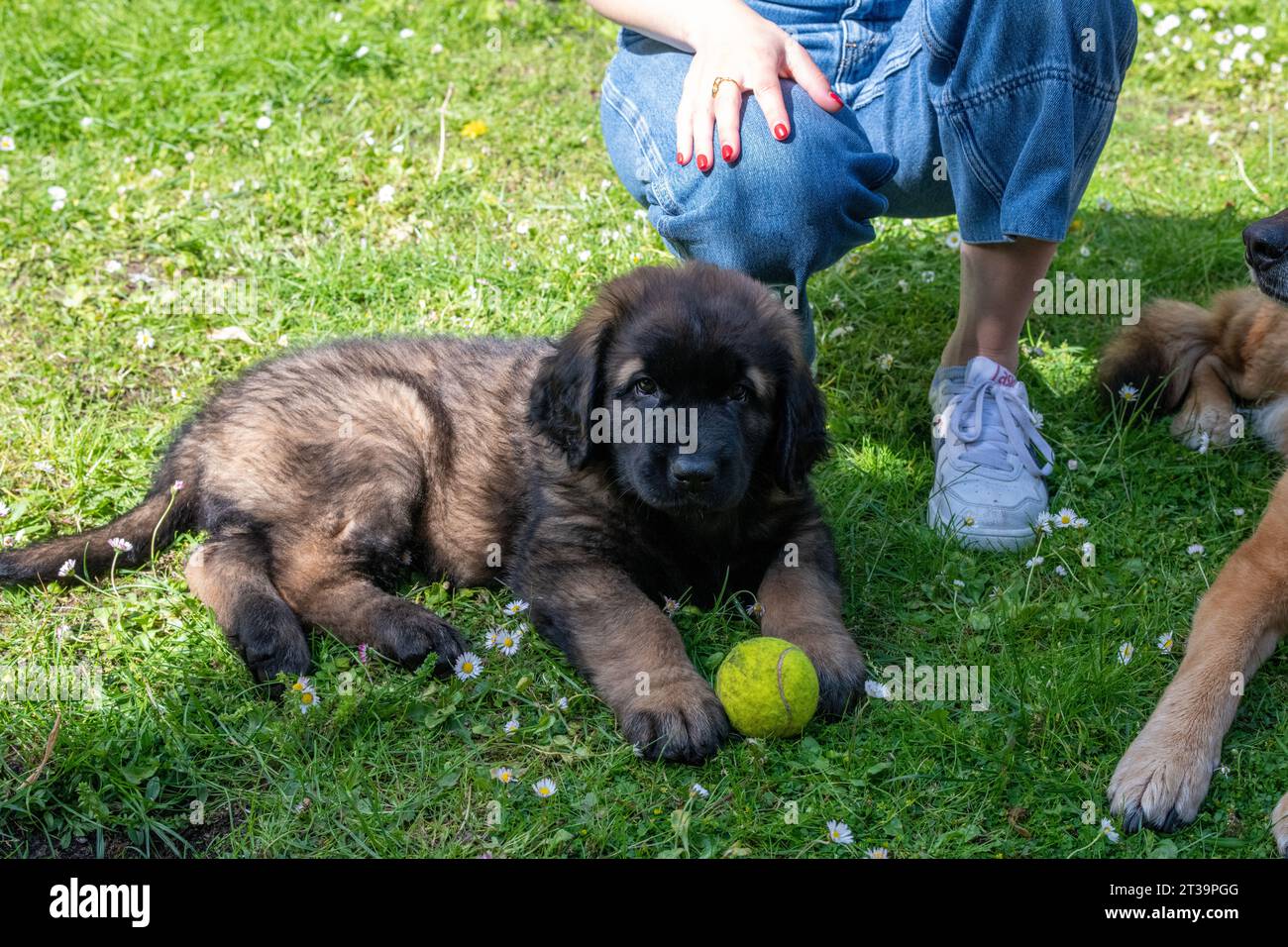 Phoebe, Leonberger Banque D'Images