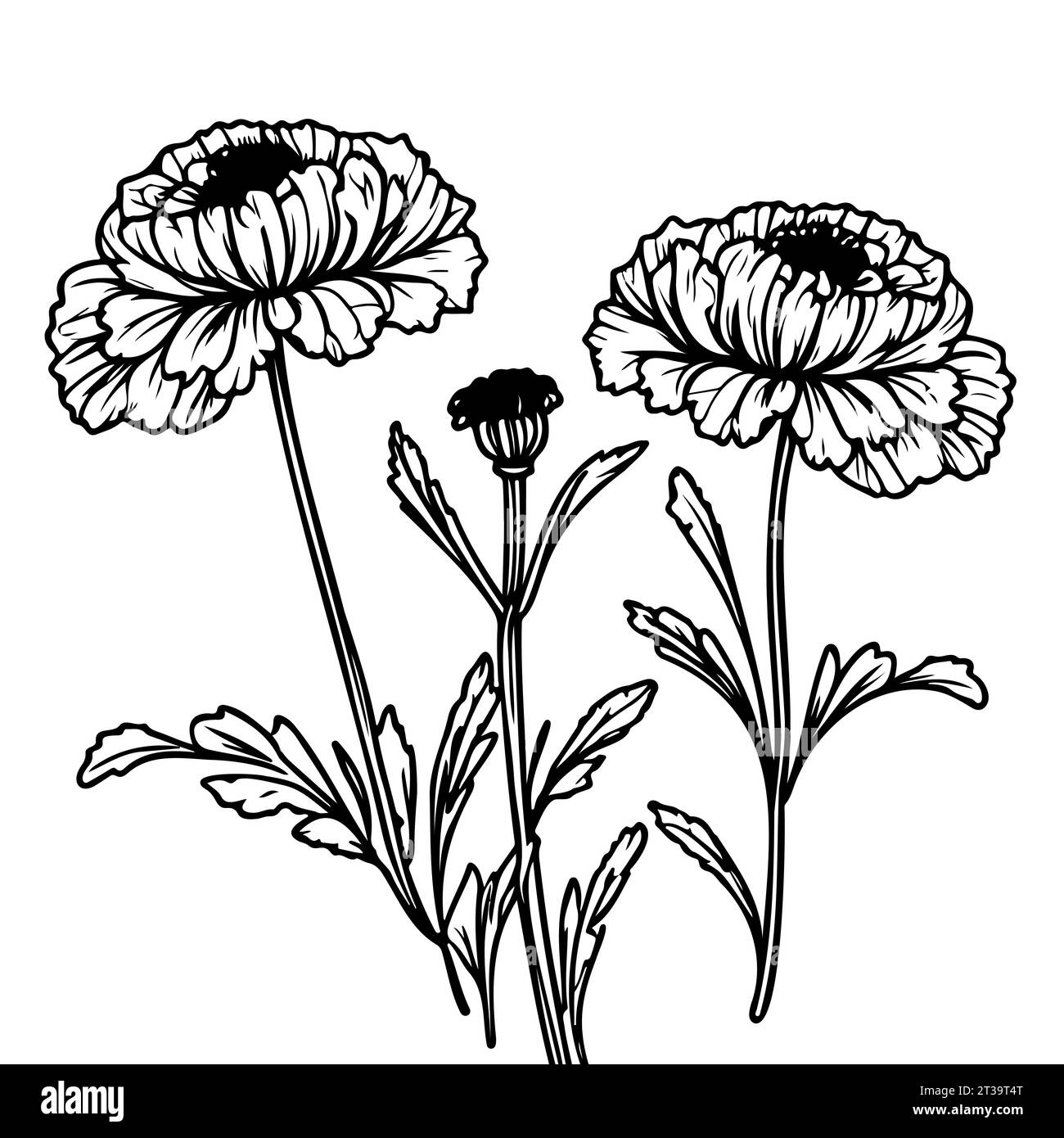Ensemble dessiné à la main noir et blanc de fleurs Marigold Illustration de Vecteur