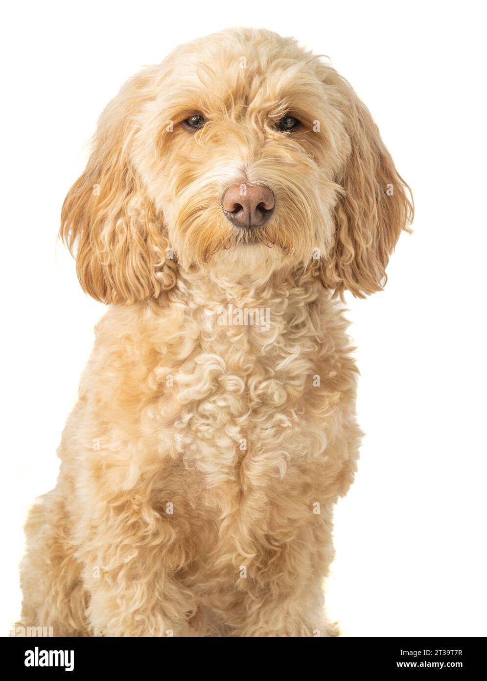 Chien blonde cockapoo assis attentivement, face à la caméra sur un fond blanc. Banque D'Images