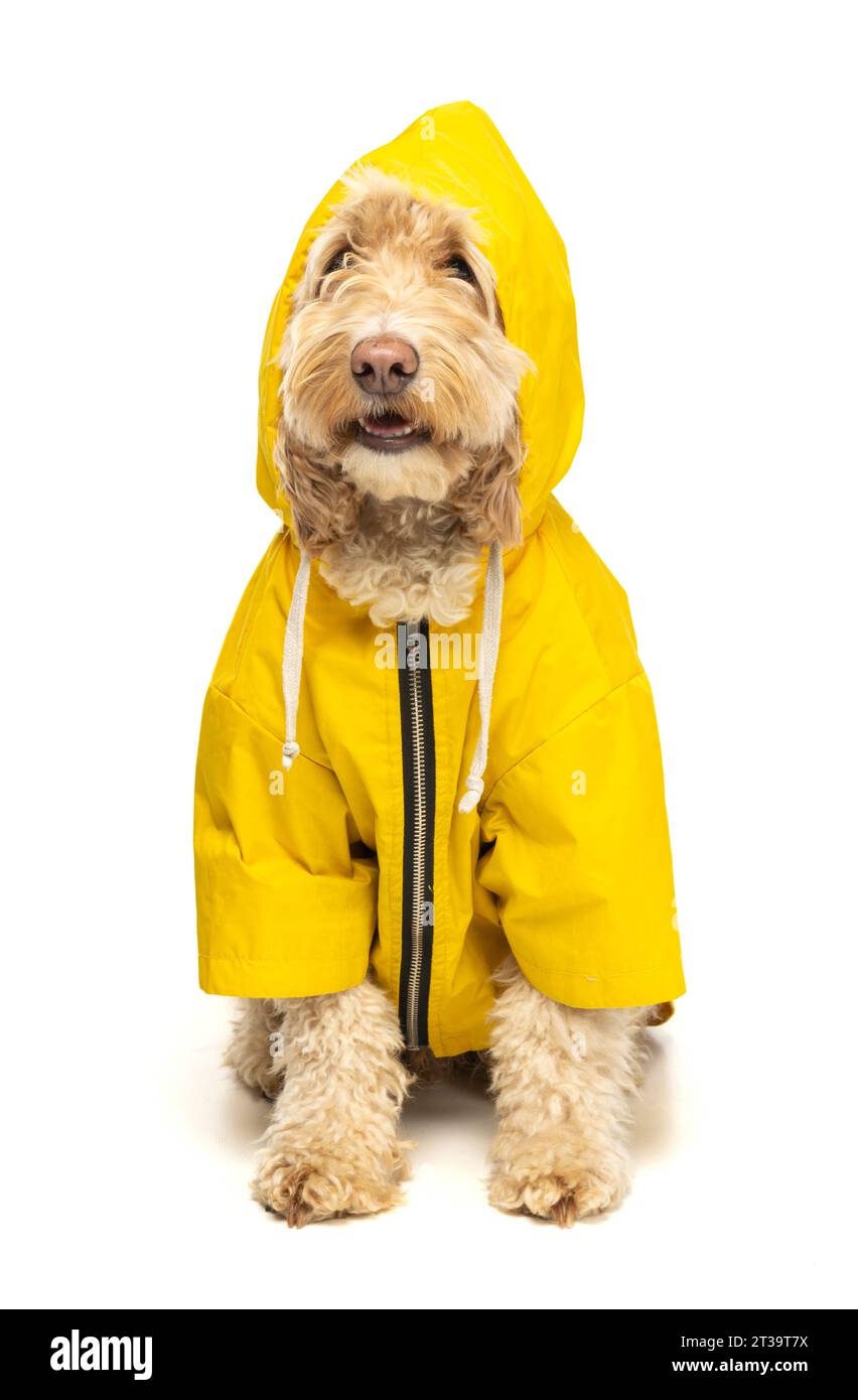 Cockapoo blonde dans un manteau imperméable jaune sur fond blanc. Banque D'Images