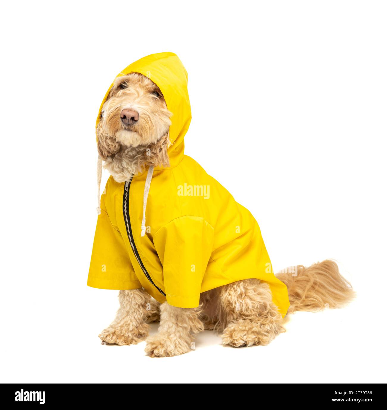 Cockapoo blonde dans un manteau imperméable jaune sur fond blanc. Banque D'Images