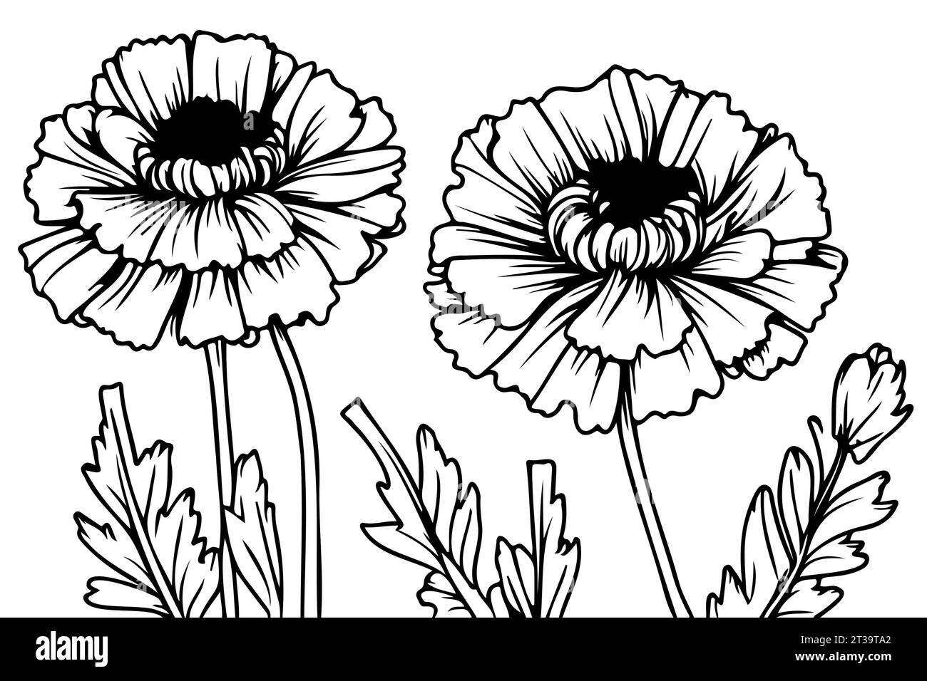 ensemble détaillé dessiné à la main en noir et blanc d'illustrations de souci croquis Illustration de Vecteur