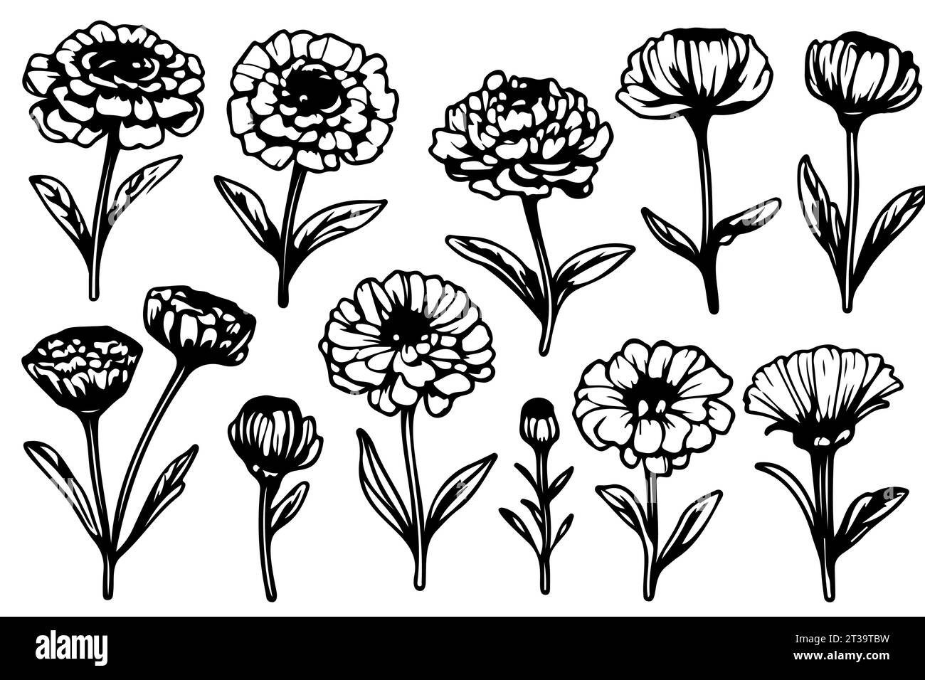 Détails dessinés à la main fleurs de Marigold noir et blanc fleurs, feuilles et bourgeons. Mexicain Dia de los Muertos, jour des morts et festival indien Diwali Illustration de Vecteur