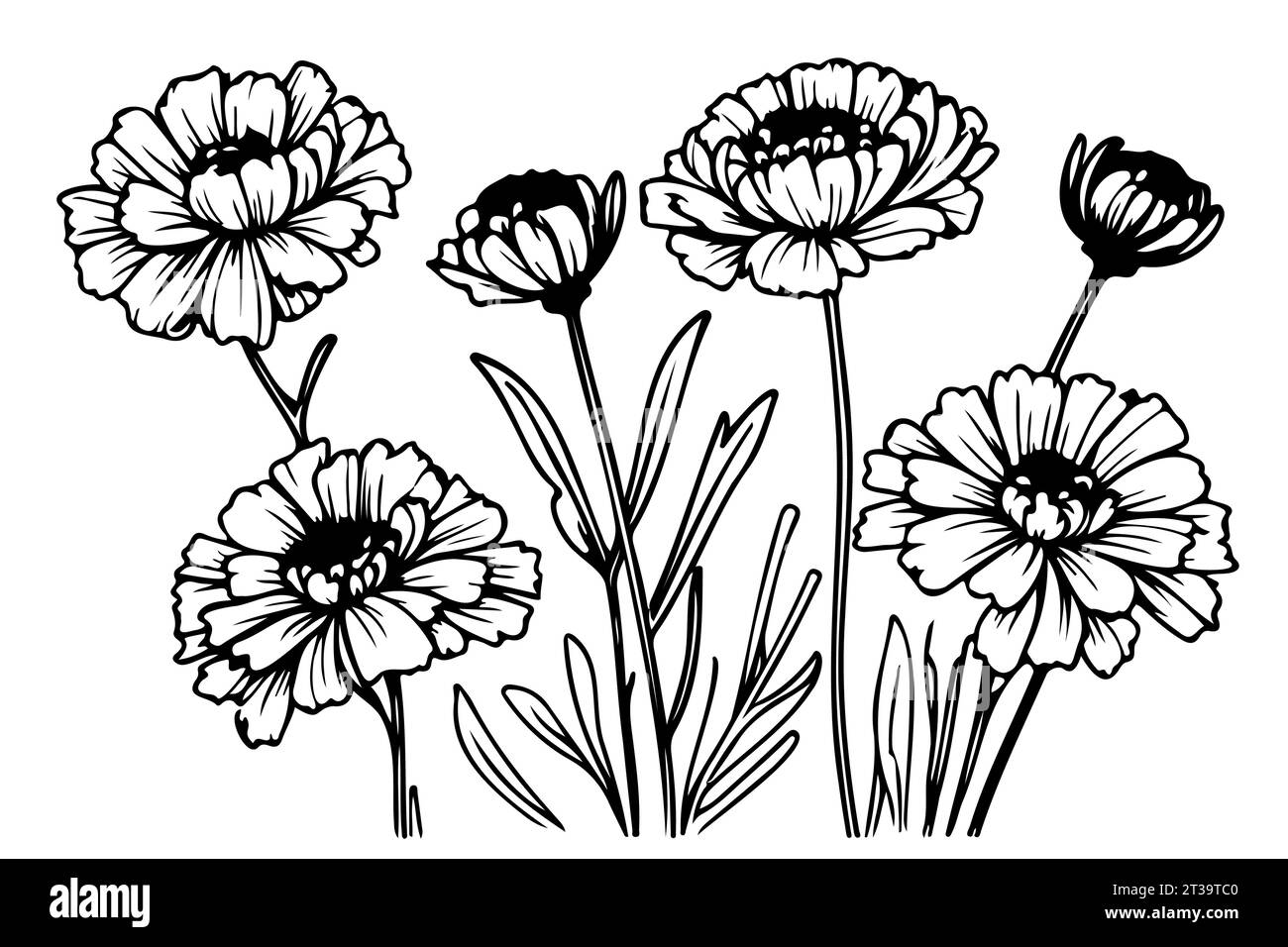 ensemble détaillé dessiné à la main en noir et blanc d'illustrations de souci croquis Illustration de Vecteur