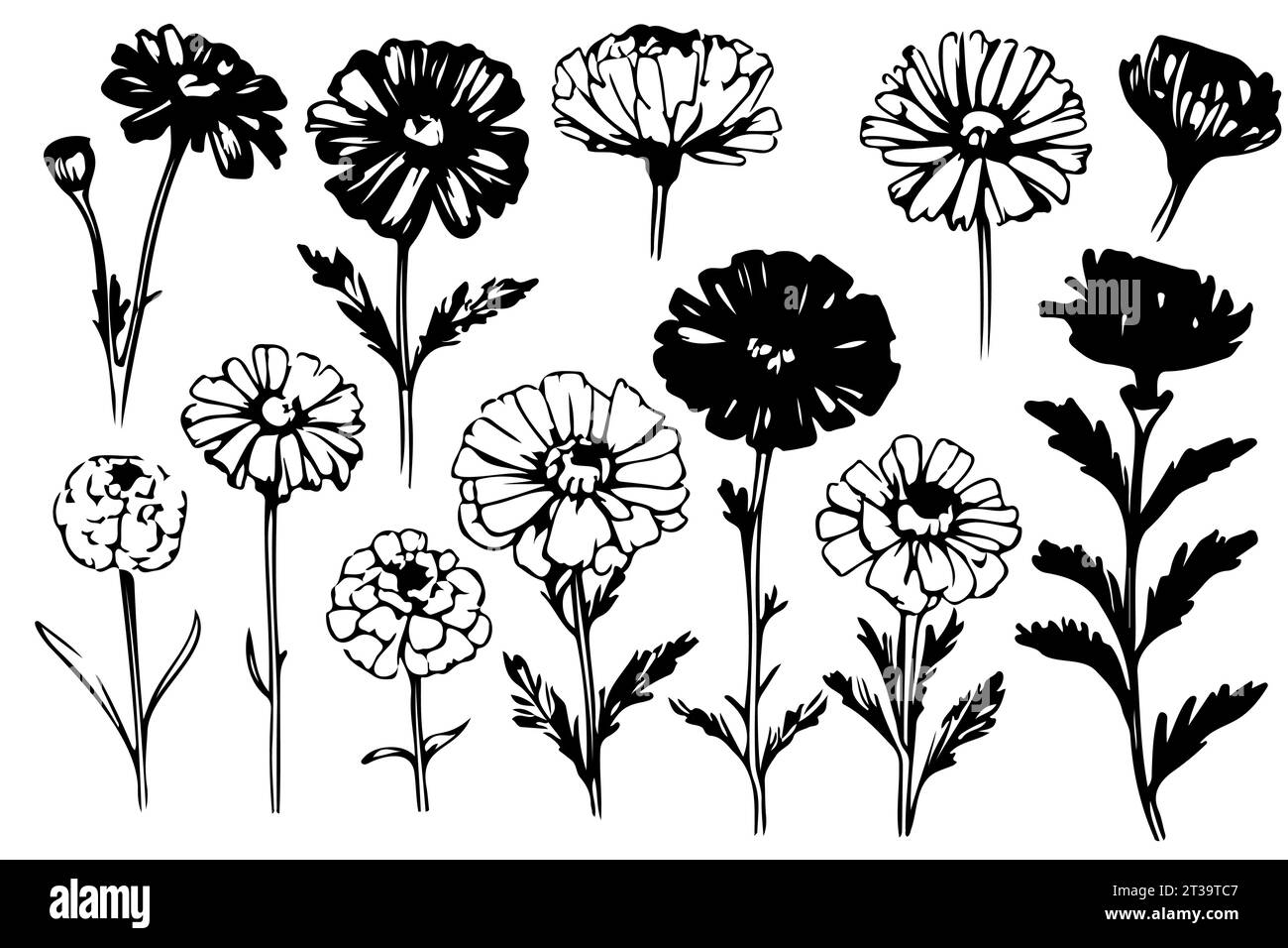 Ensemble dessiné à la main noir et blanc de fleurs Marigold Illustration de Vecteur