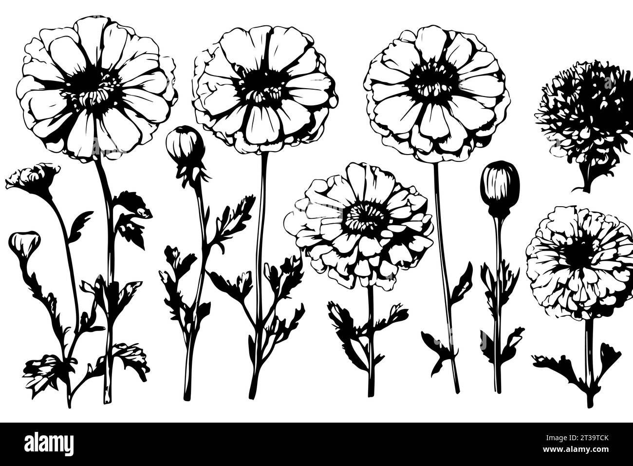 Détails dessinés à la main fleurs de Marigold noir et blanc fleurs, feuilles et bourgeons. Mexicain Dia de los Muertos, jour des morts et festival indien Diwali Illustration de Vecteur