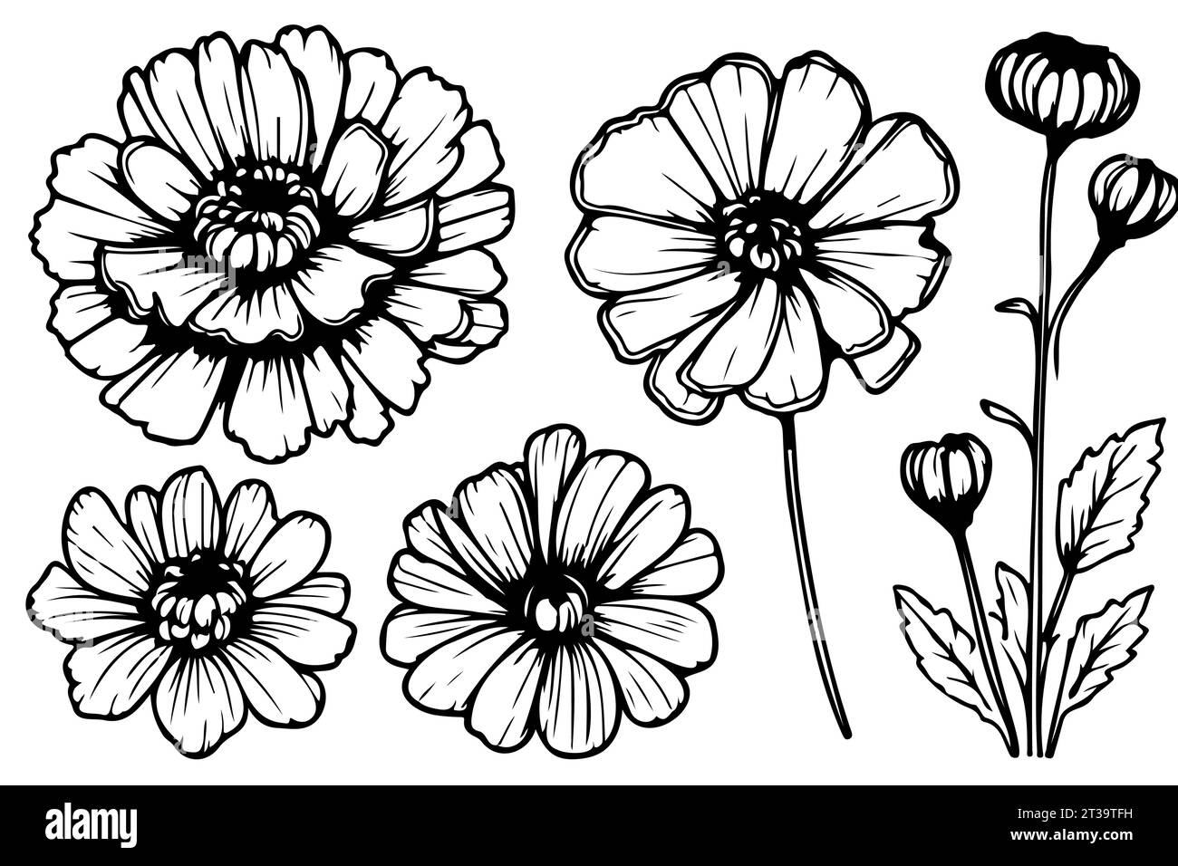 ensemble détaillé dessiné à la main en noir et blanc d'illustrations de souci croquis Illustration de Vecteur