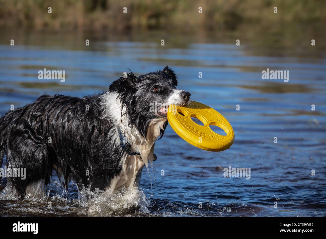 Un Border Collie noir et blanc plein d'entrain éclabousse joyeusement dans un lac, serrant fièrement un Frisbee jaune dans sa bouche lors d'un gamin d'eau ludique Banque D'Images