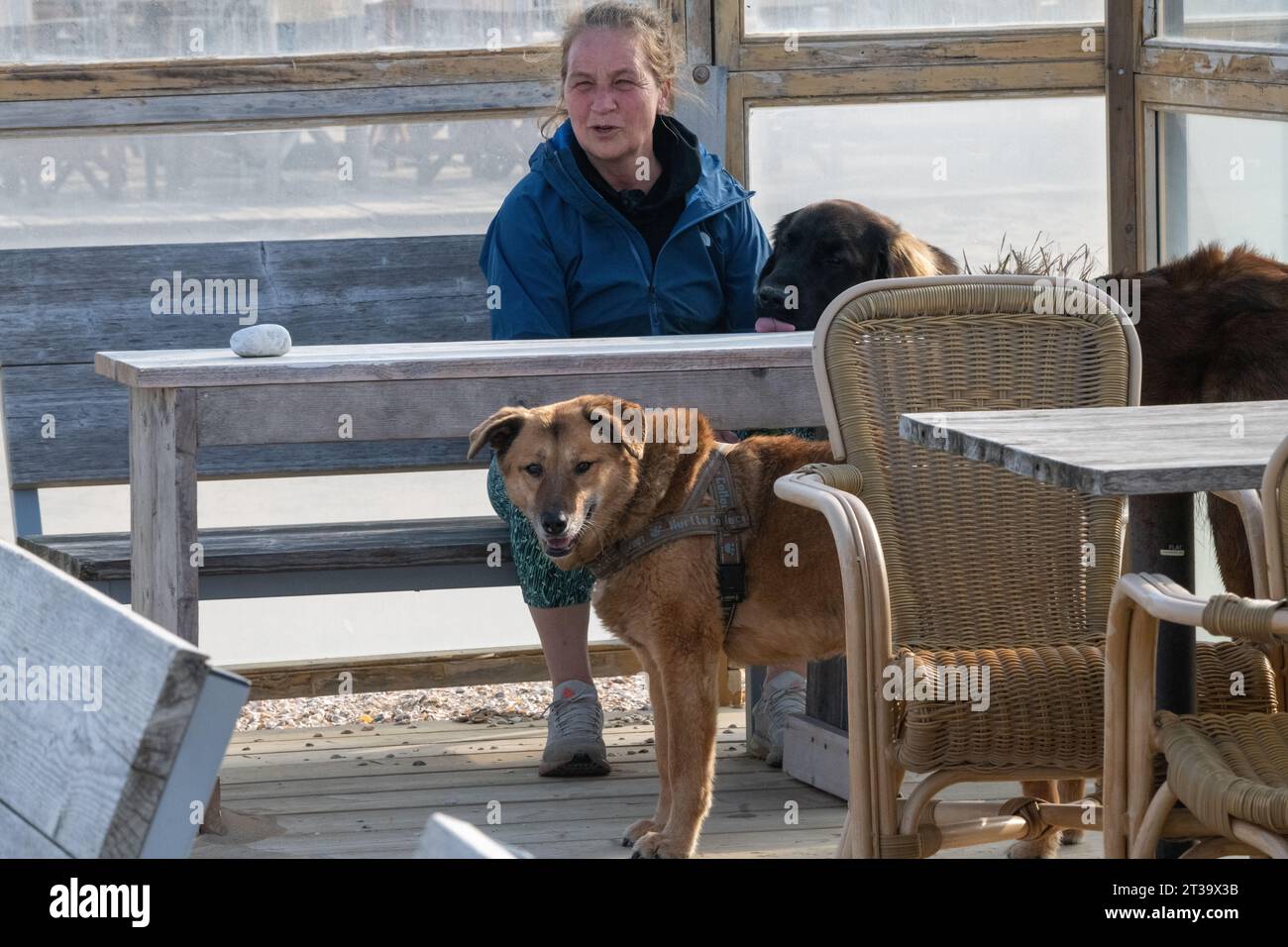 Phoebe, Leonberger Banque D'Images