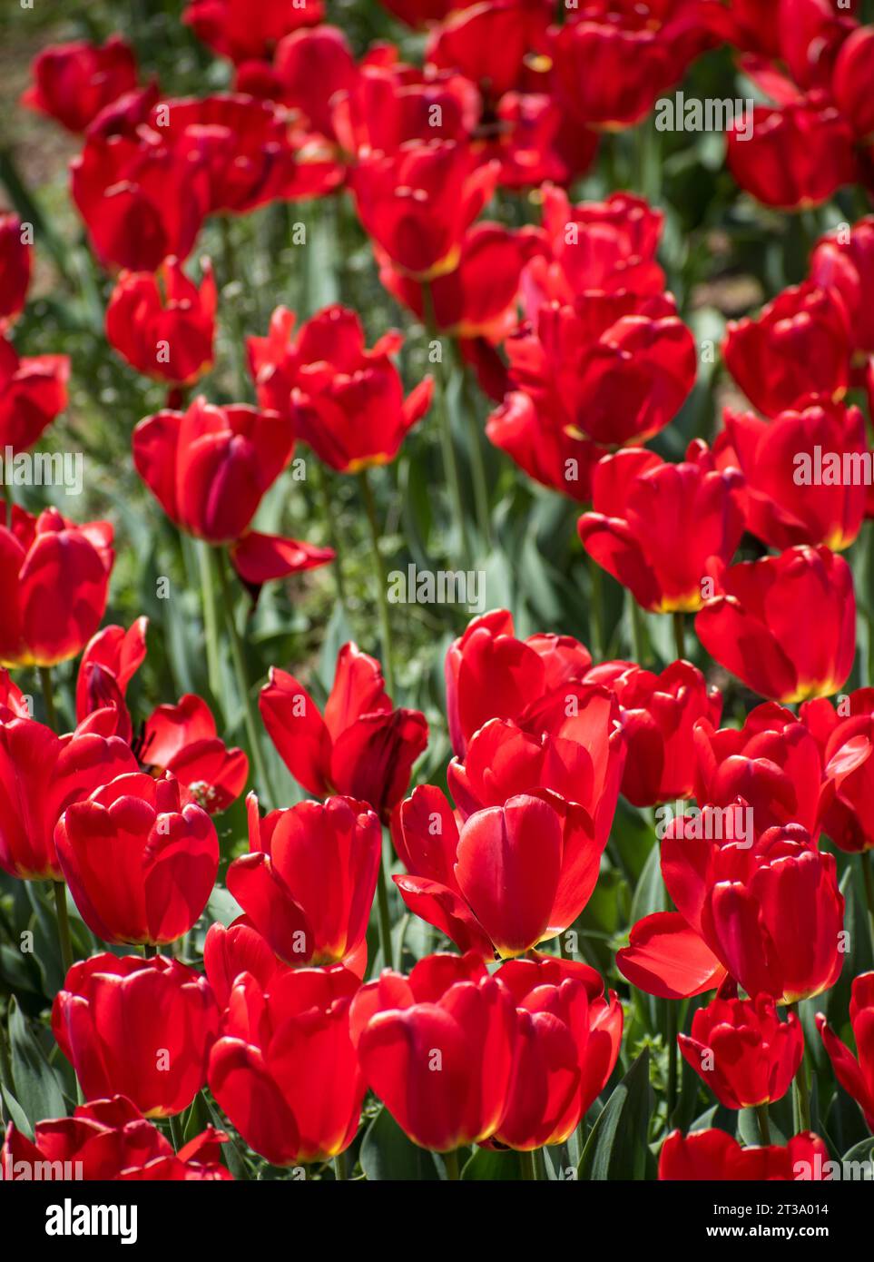 Kaleidoscope du Cachemire : le festival enchanteur des tulipes au jardin des tulipes Indira Gandhi Banque D'Images