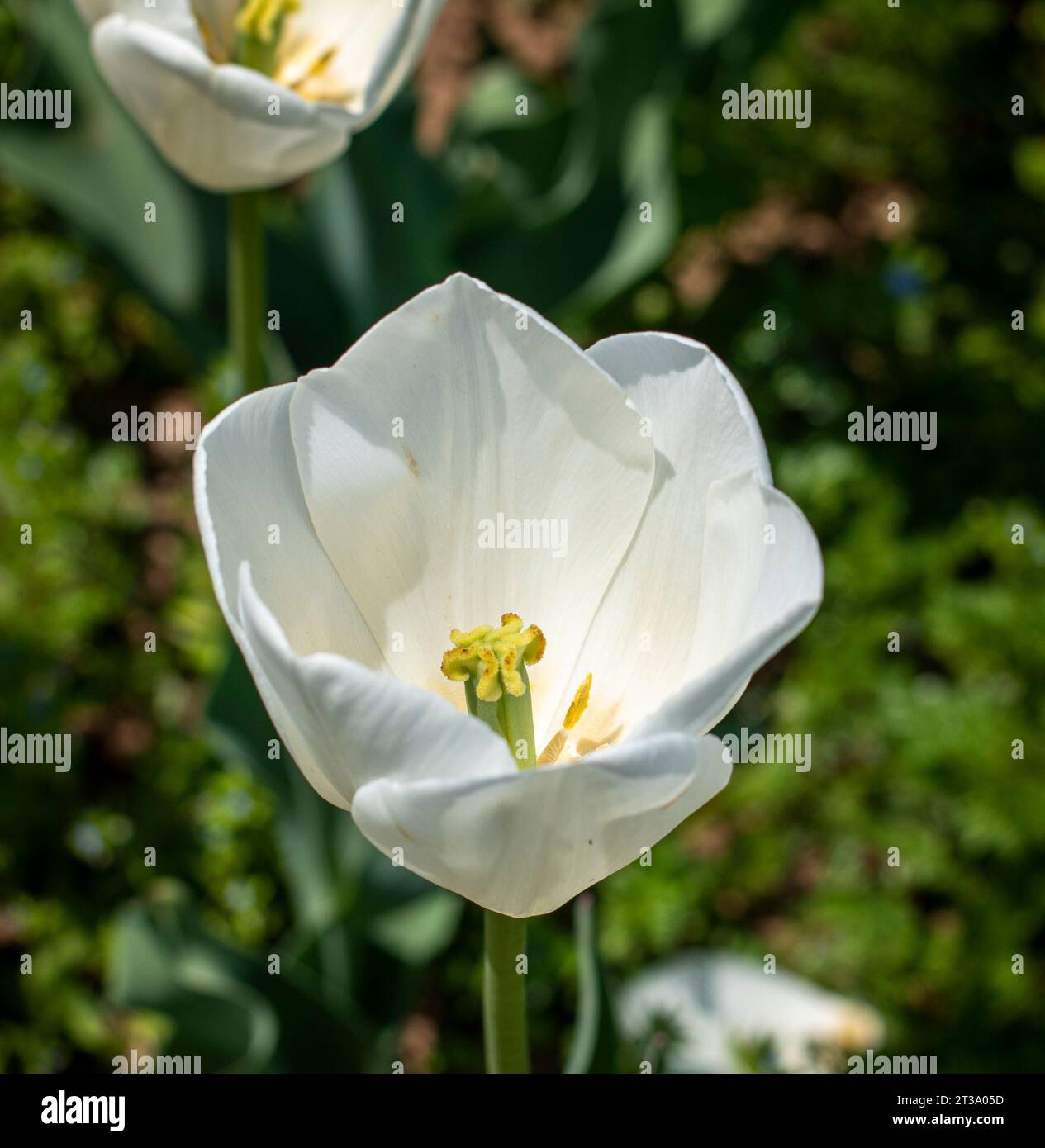 Kaleidoscope du Cachemire : le festival enchanteur des tulipes au jardin des tulipes Indira Gandhi Banque D'Images