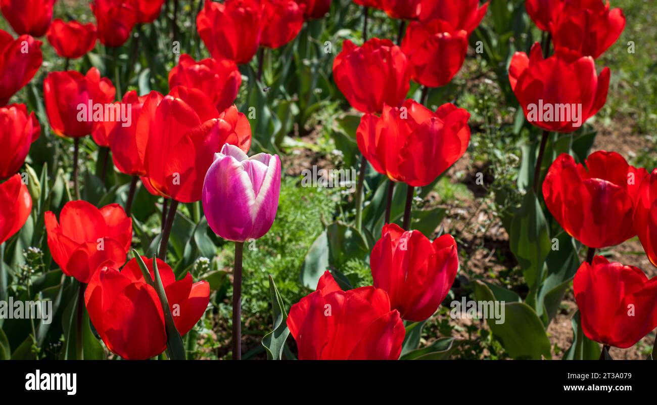 Kaleidoscope du Cachemire : le festival enchanteur des tulipes au jardin des tulipes Indira Gandhi Banque D'Images