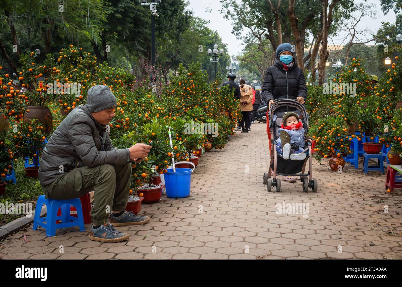 Une femme pousse son bébé dans un buggy devant des arbres kumquat avec des fruits orange pour la vente au Têt, ou nouvel an lunaire, dans le parc de la réunification, Hanoi, Vietnam. Ku Banque D'Images