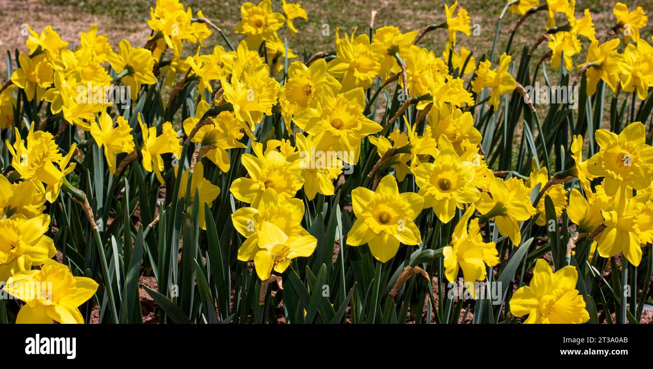 Kaleidoscope du Cachemire : le festival enchanteur des tulipes au jardin des tulipes Indira Gandhi Banque D'Images