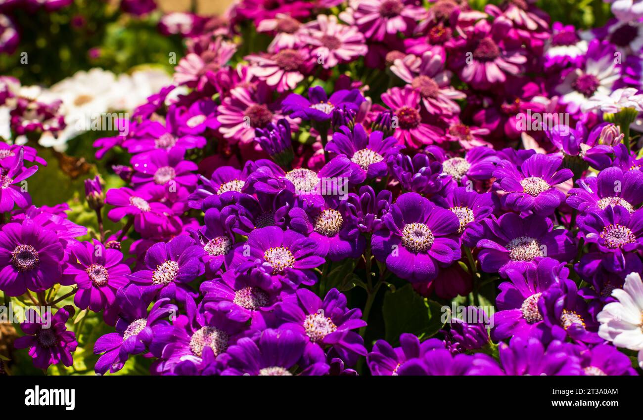 Kaleidoscope du Cachemire : le festival enchanteur des tulipes au jardin des tulipes Indira Gandhi Banque D'Images