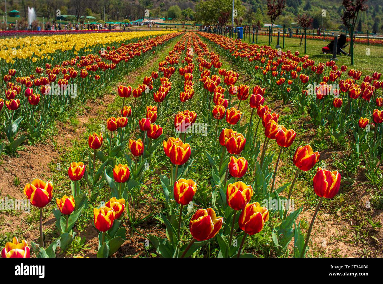 Kaleidoscope du Cachemire : le festival enchanteur des tulipes au jardin des tulipes Indira Gandhi Banque D'Images