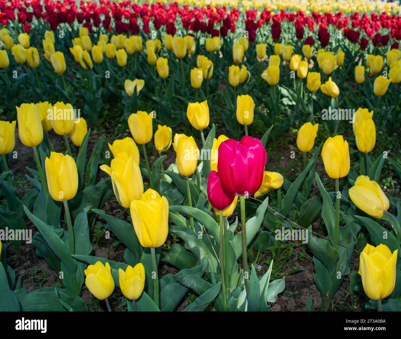 Kaleidoscope du Cachemire : le festival enchanteur des tulipes au jardin des tulipes Indira Gandhi Banque D'Images