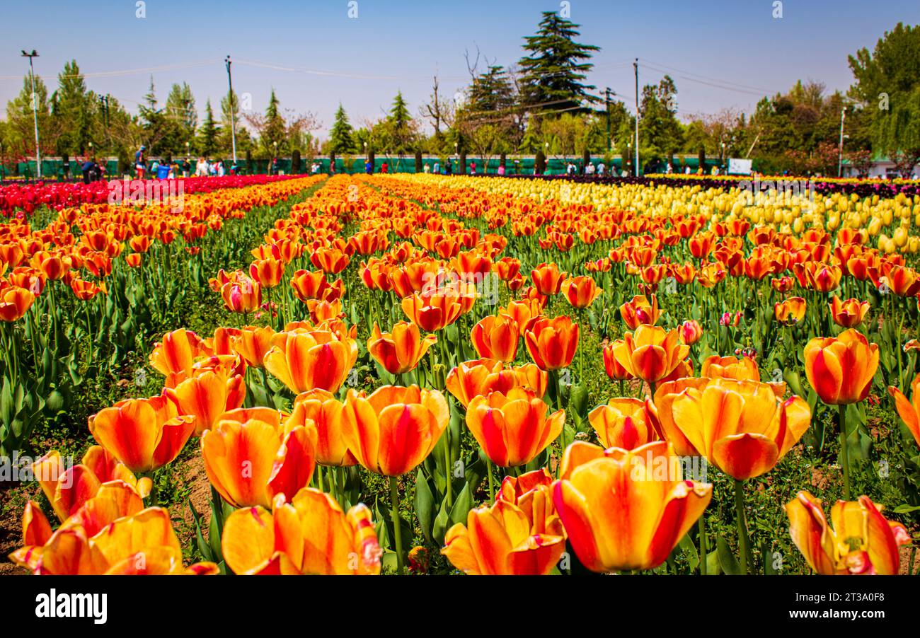 Kaleidoscope du Cachemire : le festival enchanteur des tulipes au jardin des tulipes Indira Gandhi Banque D'Images