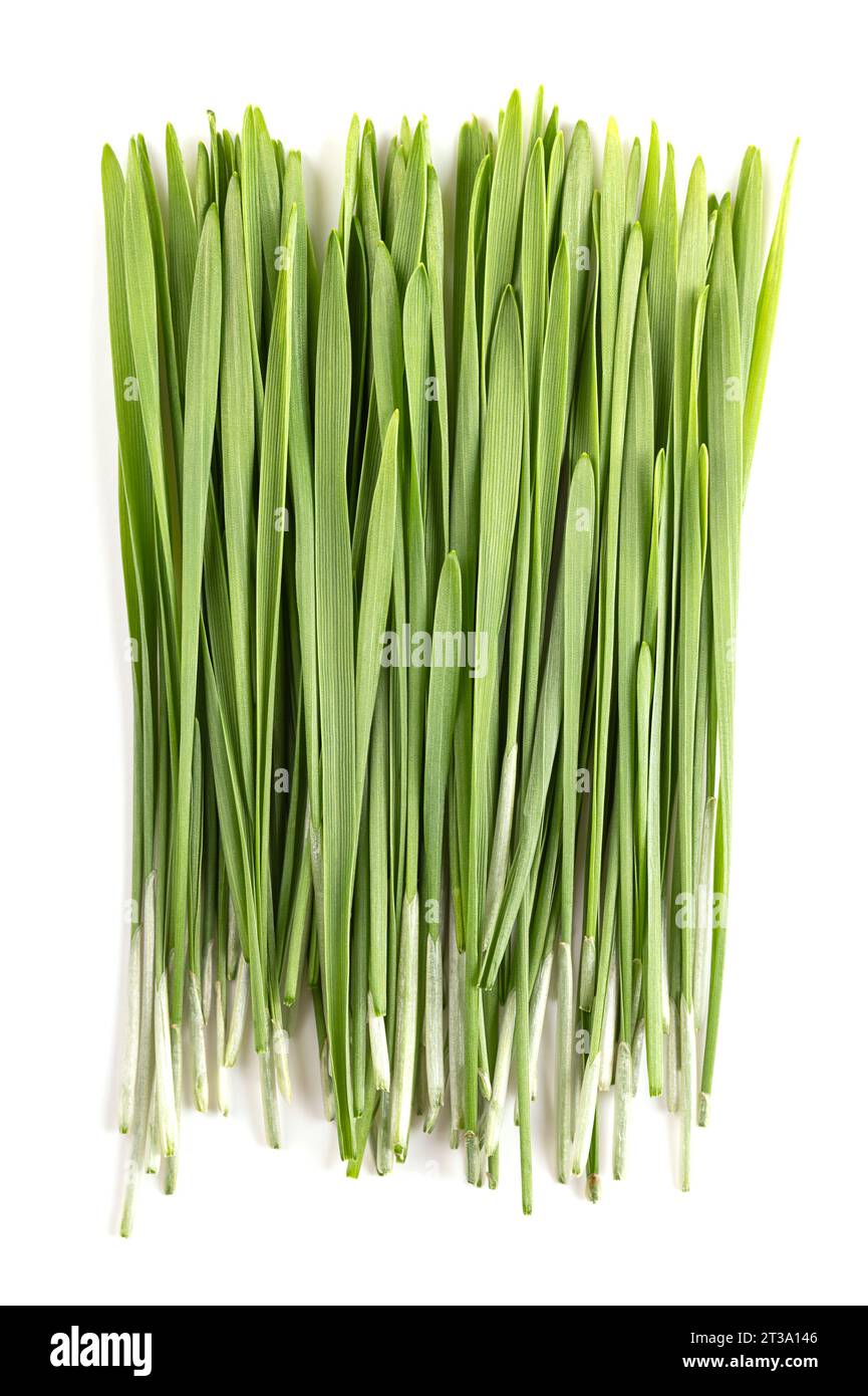 Herbe de blé fraîche. Bouquet de premières feuilles germées de blé tendre, Triticum aestivum, utilisé comme nourriture, boisson ou complément alimentaire. Banque D'Images Herbe de blé fraîche. Bouquet de premières feuilles germées de blé tendre, Triticum aestivum, utilisé comme nourriture, boisson ou complément alimentaire. Banque D'Images
