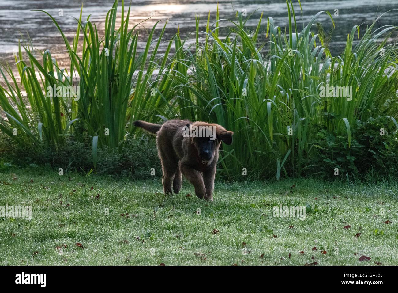 Phoebe, Leonberger Banque D'Images