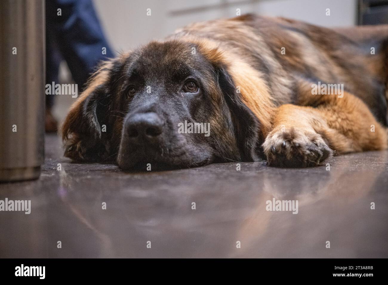 Phoebe, Leonberger Banque D'Images