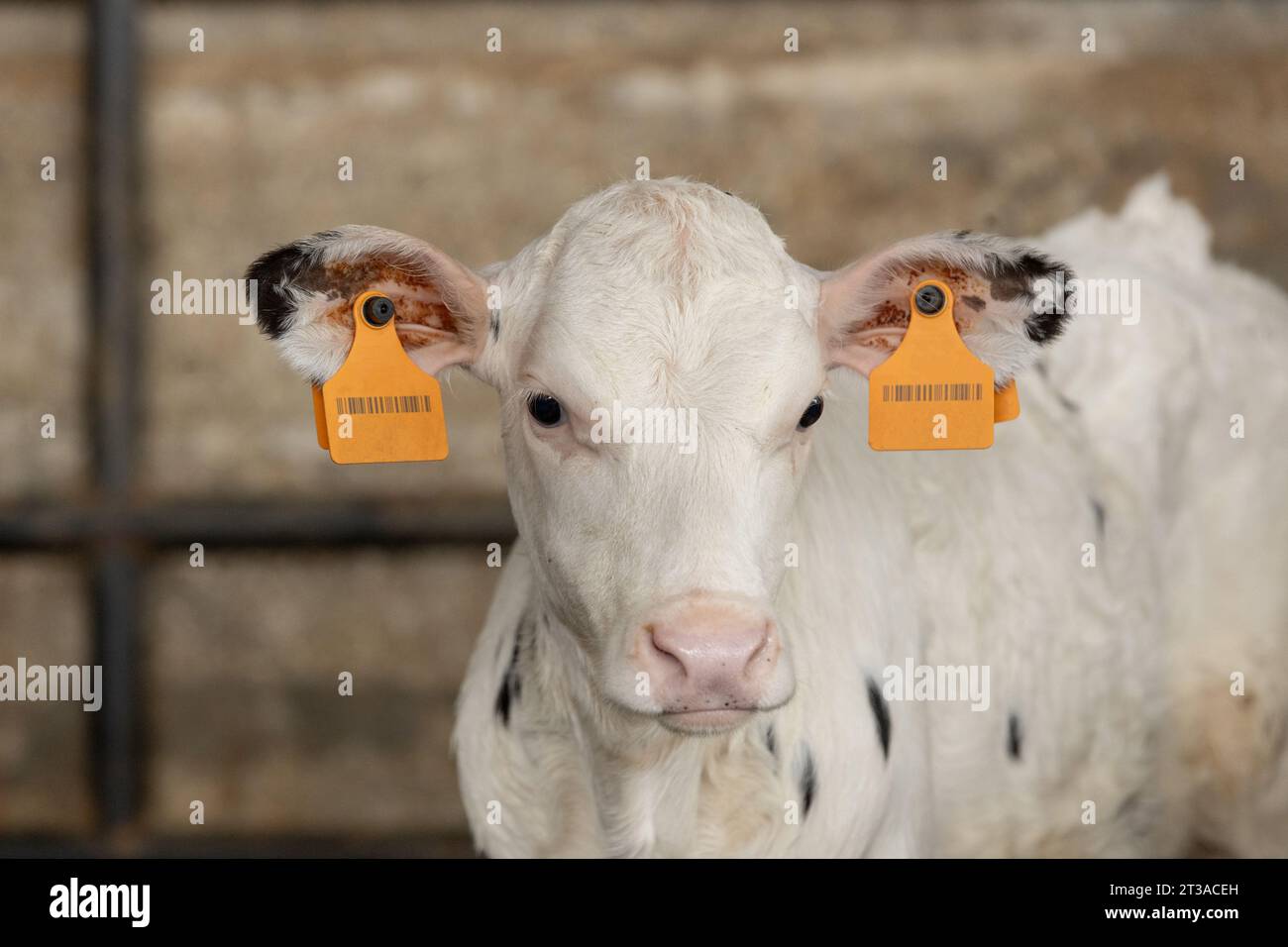 Veau laitier dans un enclos - les veaux sont gardés individuellement et nourris à partir d'un seau visible au premier plan Banque D'Images