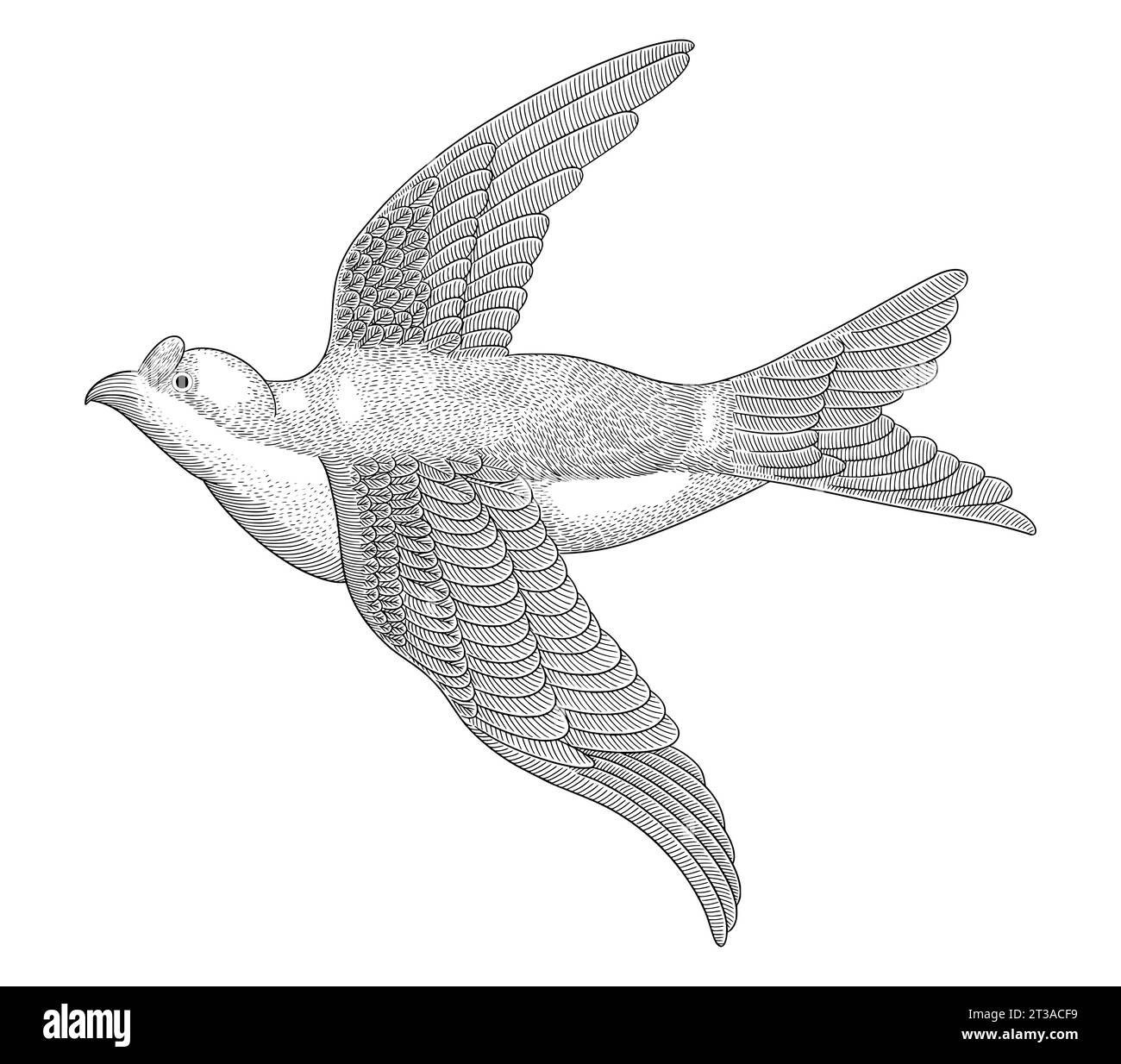 Hirondelle oiseau, gravure vintage illustration vectorielle de style dessin Illustration de Vecteur