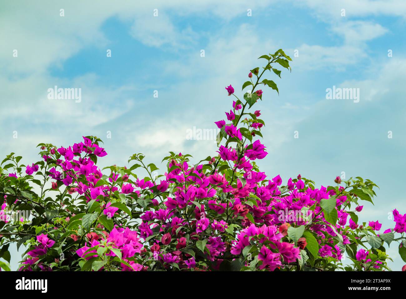 Bougainvillea ou Paper Flower, est un genre de plantes à fleurs originaire d'Amérique du Sud, le Bougainvillea est un ornemen tropical et subtropical populaire Banque D'Images