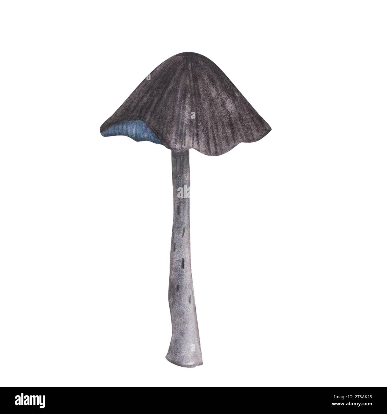 toadstool mouche agaric avec texture magique isolé sur fond blanc. Aquarelle dessin de champignon amanita dessiné à la main iIllustration. Art design witchc Banque D'Images