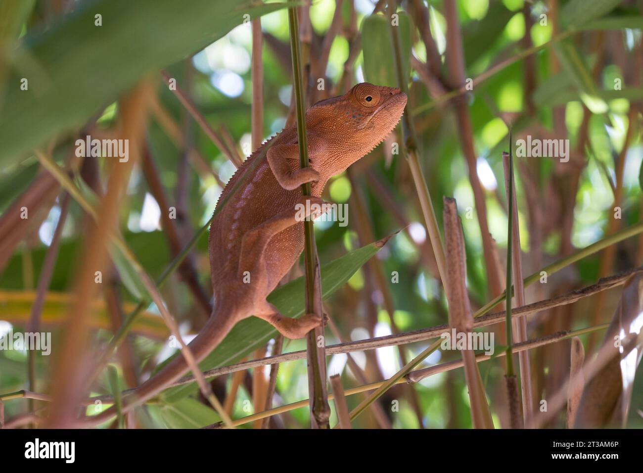 Un caméléon panthère rose (Furcifer pardalis) assis sur une branche mince à Madagascar Banque D'Images